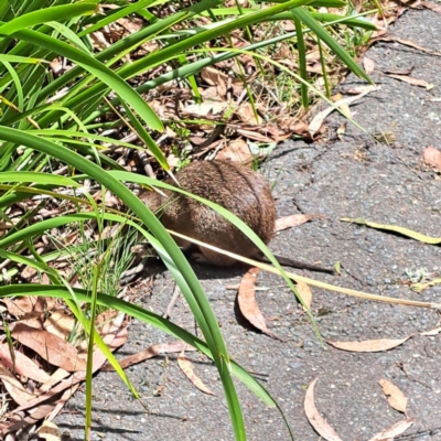 Isoodon obesulus obesulus (Southern Brown Bandicoot) at Paddys River, ACT - 3 Feb 2023 by abread111