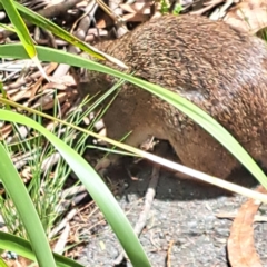 Isoodon obesulus obesulus at Paddys River, ACT - 3 Feb 2023 12:15 PM