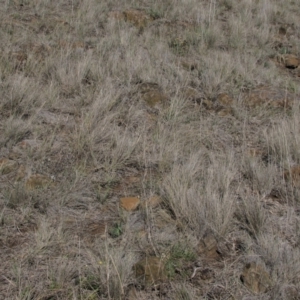 Rutidosis leiolepis at Cooma, NSW - 21 Nov 2018