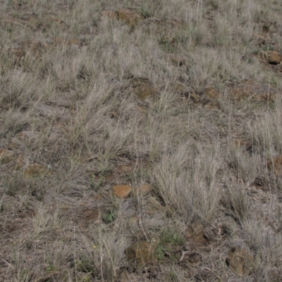 Rutidosis leiolepis (Monaro Golden Daisy) at Cooma Grasslands Reserves - 21 Nov 2018 by AndyRoo