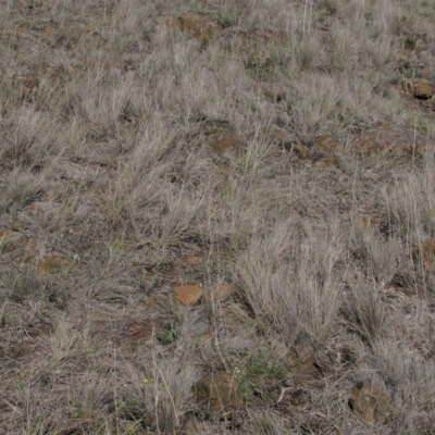 Rutidosis leiolepis (Monaro Golden Daisy) at Cooma, NSW - 21 Nov 2018 by AndyRoo