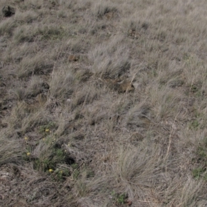 Rutidosis leiolepis at Cooma, NSW - 21 Nov 2018