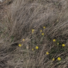 Rutidosis leiolepis (Monaro Golden Daisy) at Cooma Grasslands Reserves - 21 Nov 2018 by AndyRoo