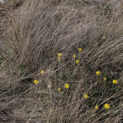 Rutidosis leiolepis (Monaro Golden Daisy) at Cooma Grasslands Reserves - 21 Nov 2018 by AndyRoo