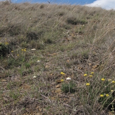 Rutidosis leiolepis (Monaro Golden Daisy) at Cooma Grasslands Reserves - 21 Nov 2018 by AndyRoo