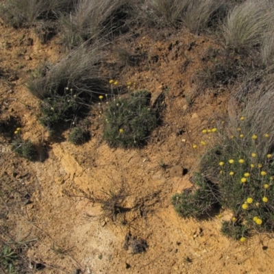 Rutidosis leiolepis (Monaro Golden Daisy) at Cooma Grasslands Reserves - 21 Nov 2018 by AndyRoo