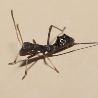Rhyparochromidae (family) at  - suppressed by TimL