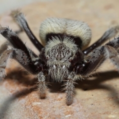 Unverified Spider by TimL