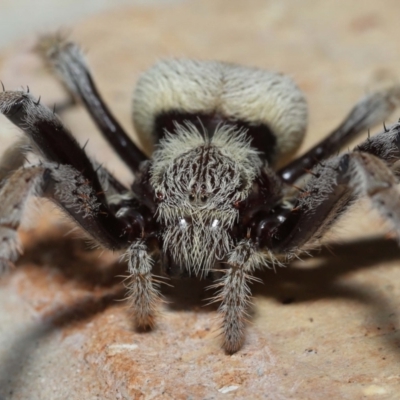 Unverified Spider at  - suppressed by TimL