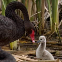 Cygnus atratus (Black Swan) at Fyshwick, ACT - 29 Jan 2023 by KorinneM