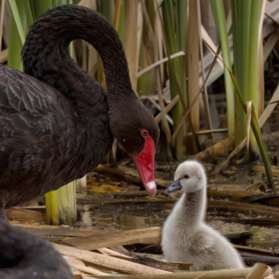 Cygnus atratus (Black Swan) at Jerrabomberra Wetlands - 29 Jan 2023 by KorinneM