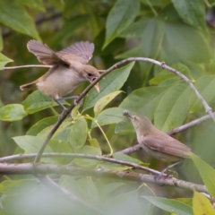 Acrocephalus australis (Australian Reed-Warbler) at Fyshwick, ACT - 29 Jan 2023 by KorinneM