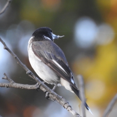 Cracticus torquatus (Grey Butcherbird) at Queanbeyan, NSW - 31 Jan 2023 by GlossyGal