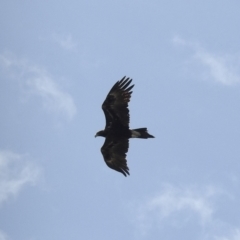 Aquila audax (Wedge-tailed Eagle) at Bredbo, NSW - 1 Feb 2023 by GlossyGal