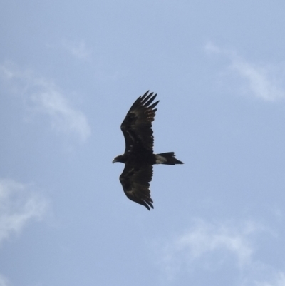 Aquila audax (Wedge-tailed Eagle) at Bredbo, NSW - 1 Feb 2023 by GlossyGal