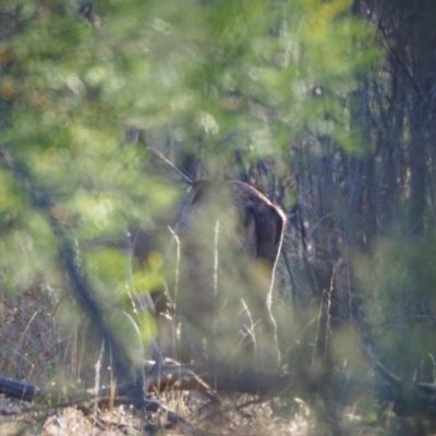 Dama dama (Fallow Deer) at Woodstock Nature Reserve - 3 Feb 2023 by wombey