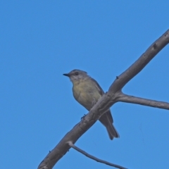 Eopsaltria australis (Eastern Yellow Robin) at Coree, ACT - 4 Feb 2023 by wombey