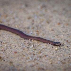 Drysdalia coronoides at Tennent, ACT - 27 Jan 2023 05:22 PM