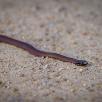 Drysdalia coronoides (White-lipped Snake) at Namadgi National Park - 27 Jan 2023 by mlech