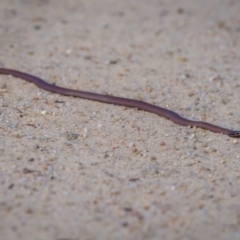 Drysdalia coronoides at Tennent, ACT - 27 Jan 2023 05:22 PM