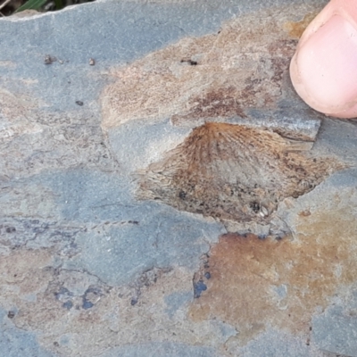 Unverified Fossil / Geological Feature at Throsby, ACT - 17 Aug 2021 by mlech