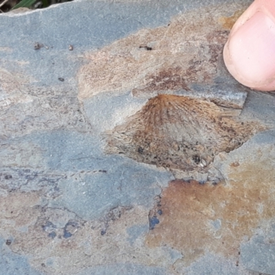 Unidentified Fossil / Geological Feature at Throsby, ACT - 17 Aug 2021 by mlech