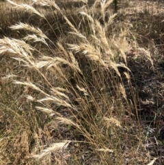 Rytidosperma sp. (Wallaby Grass) at Flea Bog Flat, Bruce - 3 Feb 2023 by jgiacon