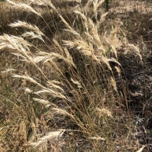 Rytidosperma sp. at Bruce, ACT - 3 Feb 2023