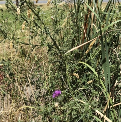 Cirsium vulgare (Spear Thistle) at Flea Bog Flat to Emu Creek Corridor - 3 Feb 2023 by JohnGiacon