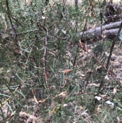 Acacia genistifolia (Early Wattle) at Flea Bog Flat to Emu Creek Corridor - 3 Feb 2023 by JohnGiacon