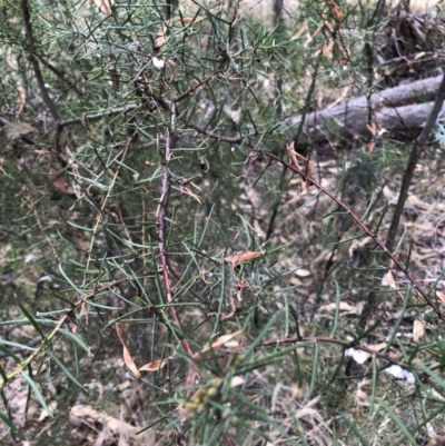 Acacia genistifolia (Early Wattle) at Flea Bog Flat to Emu Creek Corridor - 3 Feb 2023 by JohnGiacon