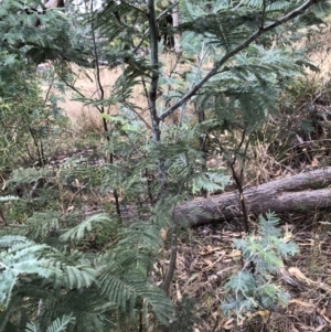 Acacia dealbata at Bruce, ACT - 3 Feb 2023