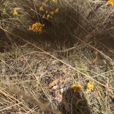 Chrysocephalum semipapposum (Clustered Everlasting) at Flea Bog Flat to Emu Creek Corridor - 3 Feb 2023 by JohnGiacon