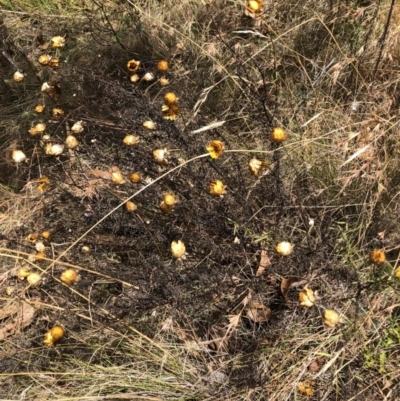 Xerochrysum viscosum (Sticky Everlasting) at Bruce, ACT - 3 Feb 2023 by JohnGiacon