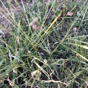 Digitaria sanguinalis at Belconnen, ACT - 4 Feb 2023