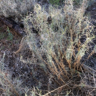 Epilobium sp. (A Willow Herb) at Belconnen, ACT - 3 Feb 2023 by jgiacon