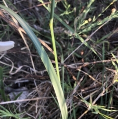 Bromus diandrus (Great Brome) at Belconnen, ACT - 4 Feb 2023 by JohnGiacon