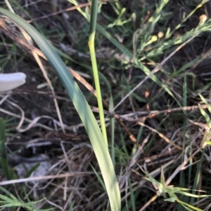 Bromus diandrus at Belconnen, ACT - 4 Feb 2023