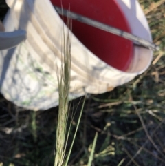 Bromus diandrus at Belconnen, ACT - 4 Feb 2023 08:08 AM