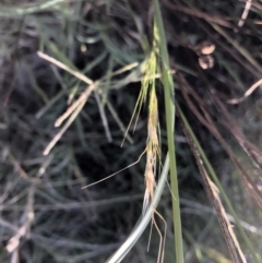 Bromus diandrus at Belconnen, ACT - 4 Feb 2023