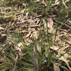 Lomandra sp. (A Matrush) at Bruce, ACT - 3 Feb 2023 by jgiacon