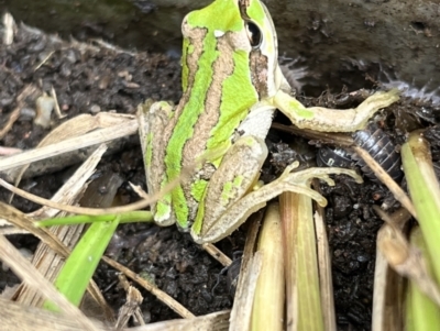 Litoria verreauxii verreauxii (Whistling Tree-frog) at Gungahlin, ACT - 4 Feb 2023 by mickgcurran