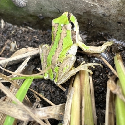 Litoria verreauxii verreauxii (Whistling Tree-frog) at Mulanggari Grasslands - 4 Feb 2023 by mickgcurran