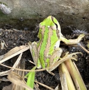 Litoria verreauxii verreauxii at Gungahlin, ACT - 4 Feb 2023