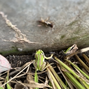 Litoria verreauxii verreauxii at Gungahlin, ACT - 4 Feb 2023