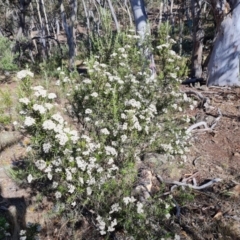 Ozothamnus conditus (Pepper Everlasting) at Wambrook, NSW - 3 Feb 2023 by Mike