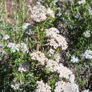 Ozothamnus conditus at Wambrook, NSW - 4 Feb 2023