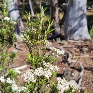 Ozothamnus conditus at Wambrook, NSW - 4 Feb 2023