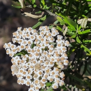 Ozothamnus conditus at Wambrook, NSW - 4 Feb 2023