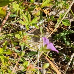 Geranium sp. at Wambrook, NSW - 4 Feb 2023